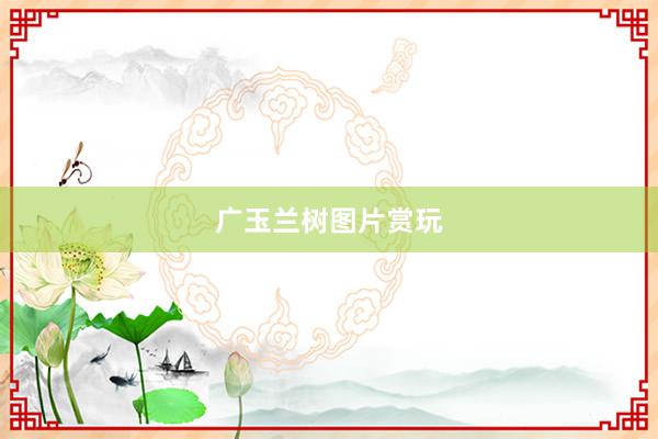 广玉兰树图片赏玩